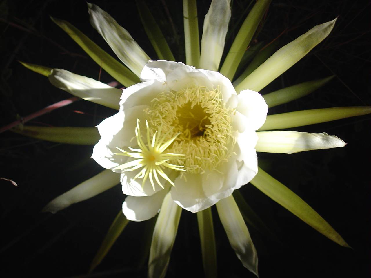night blooming cereus