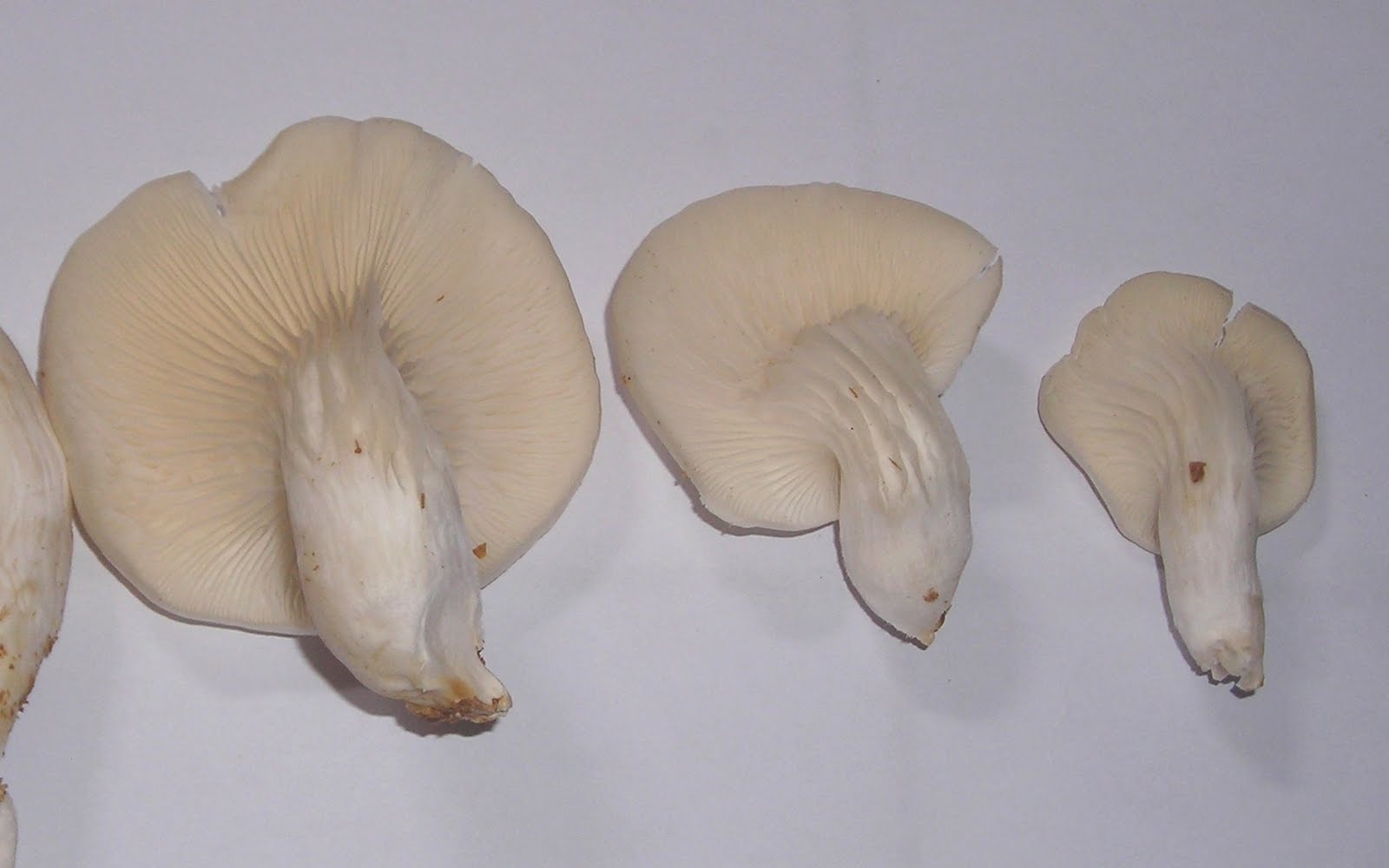 JAMUR TIRAM PUTIH Pemilihan PDA (F0) yang baik