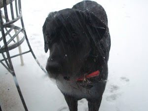 Pearl in the snow!