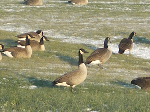 Geese on Huron Road!