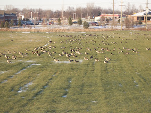 Geese on Huron Road!