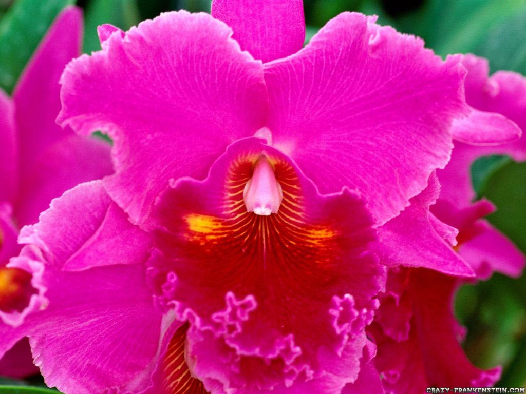 http://1.bp.blogspot.com/_ObbGI5mgD-Q/TMW3NmLhk7I/AAAAAAAAANE/7Ov0NOwNYBs/s1600/pink-passion-cattleya-orchid-wallpaper.jpg