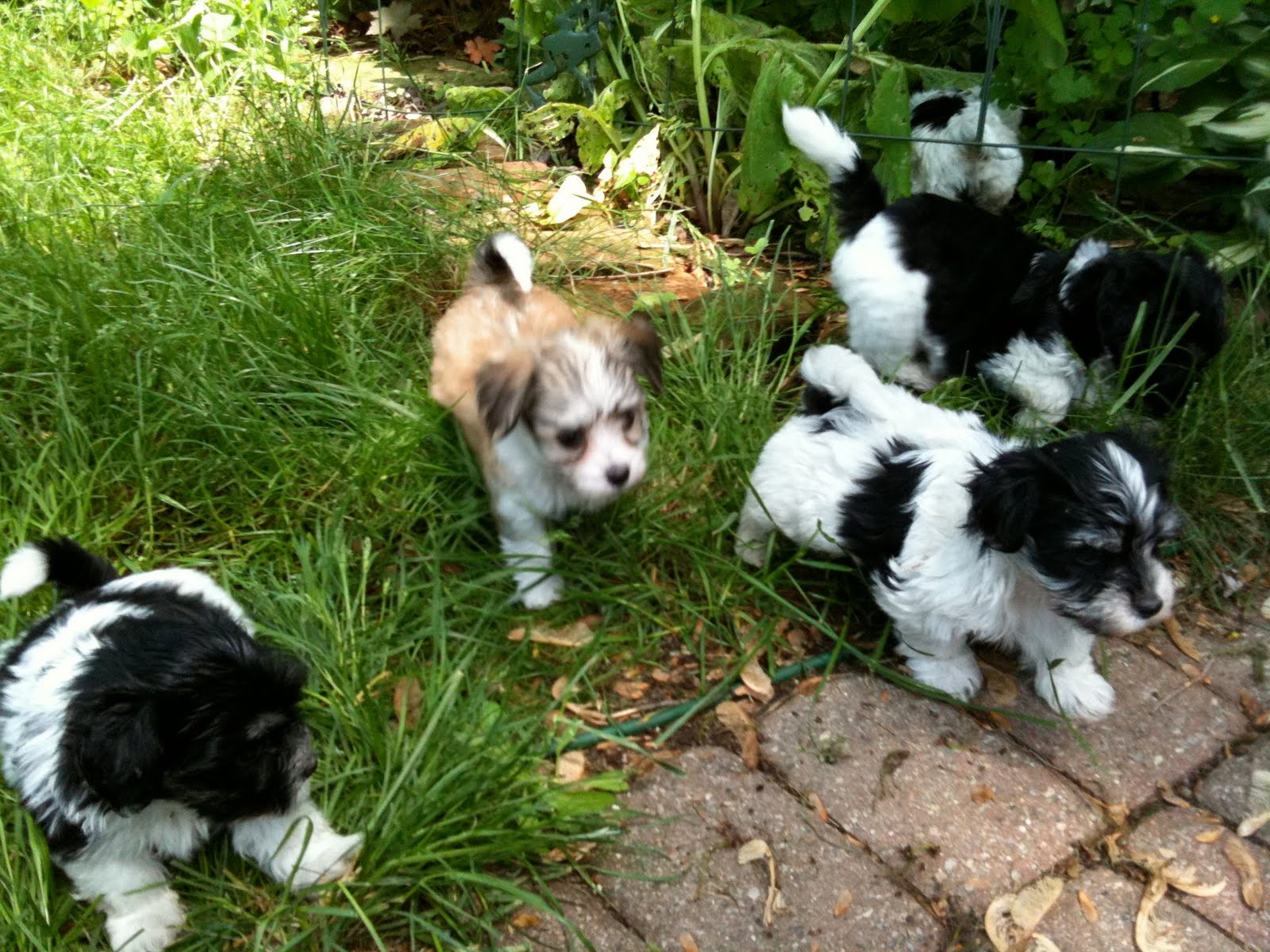 Puppies Outside