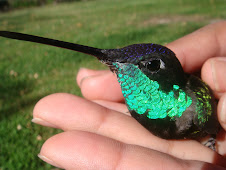 colibríes-magnífico