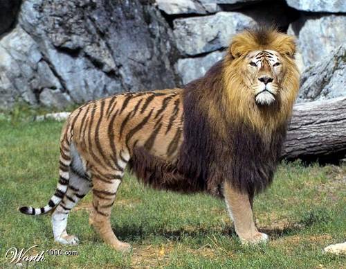 Jane's Journey: Amazing Liger Jane's Journey: Amazing Liger