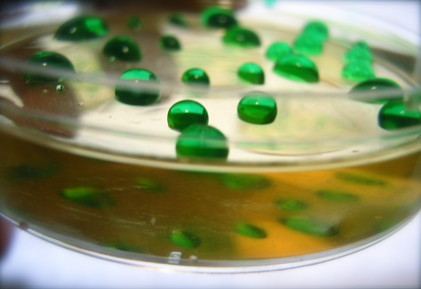 Gelology Edible Petri dishes