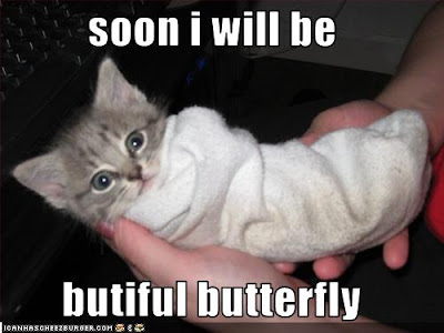 funny-pictures-soon-kitten-will-be-a-butterfly.jpg