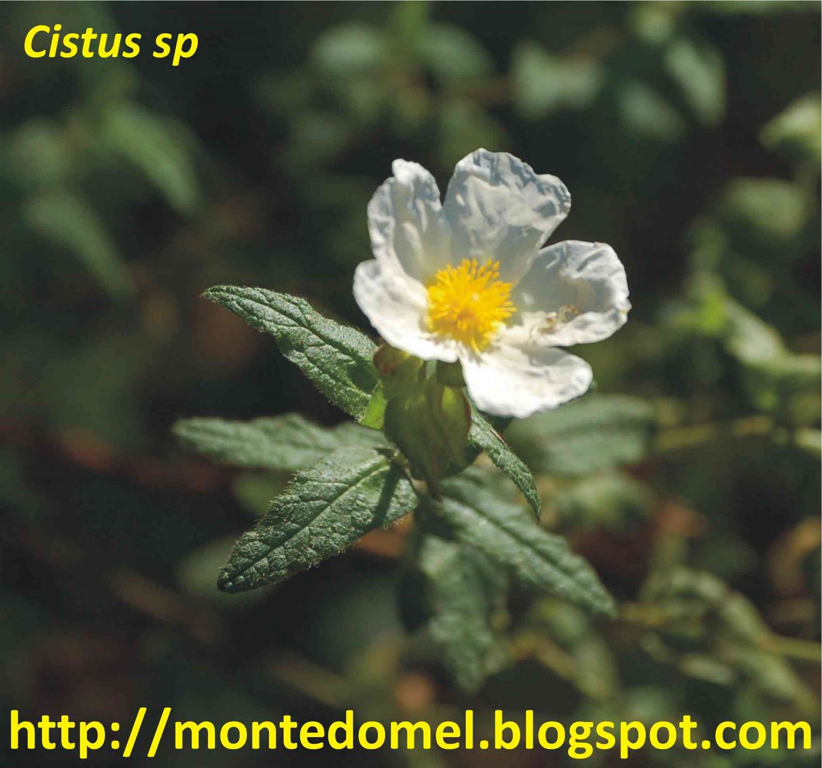 [cistus_sp.JPG]