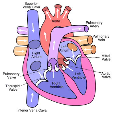  without a little heart anatomy lesson. Please forgive me because I am 
