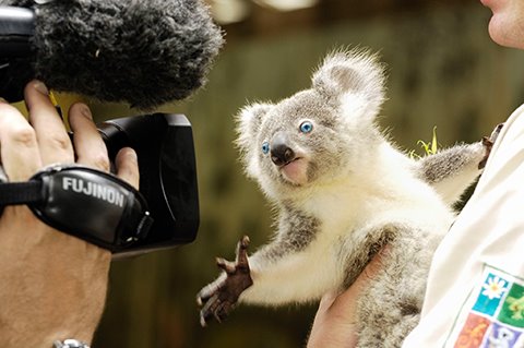[Koala.jpg]