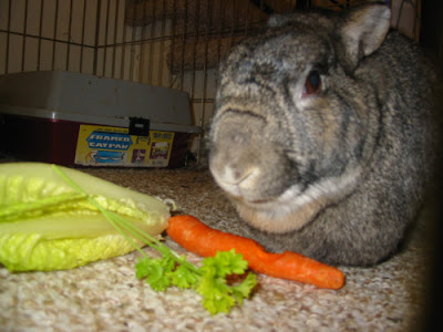 Spoiled Wabbit