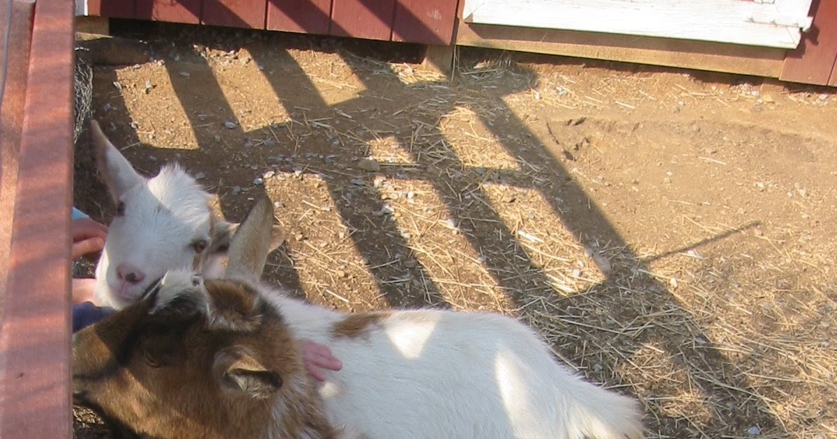 Touch the Earth Farm Goat Bloat