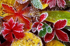 Frosted Fall Leaves