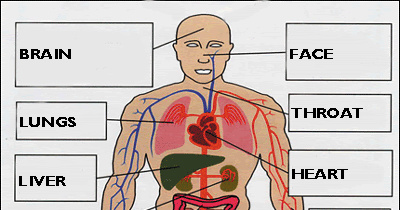 Medical English: Vocabulary: Parts of the body