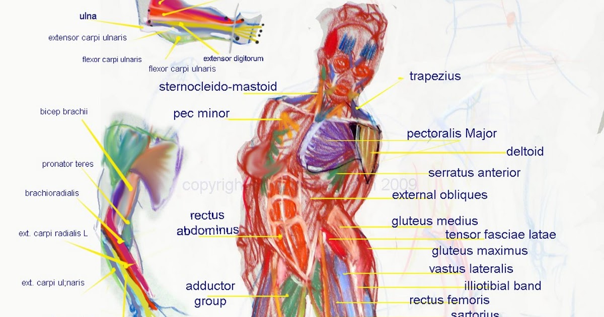 Animation and Art at Seneca: Werner's Labelled muscle diagram