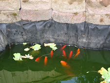 Fishes from my pond and flowers from my yard...