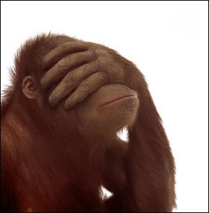 [Monkey.bmp]