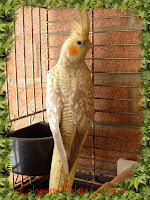 Calopsitte Perlata Cinnamon