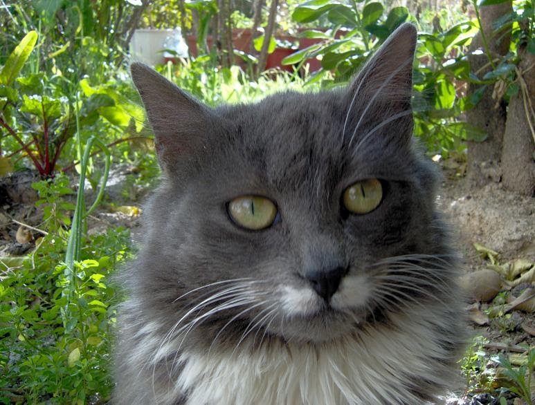 All about cats The cat eye, facts about cat vision