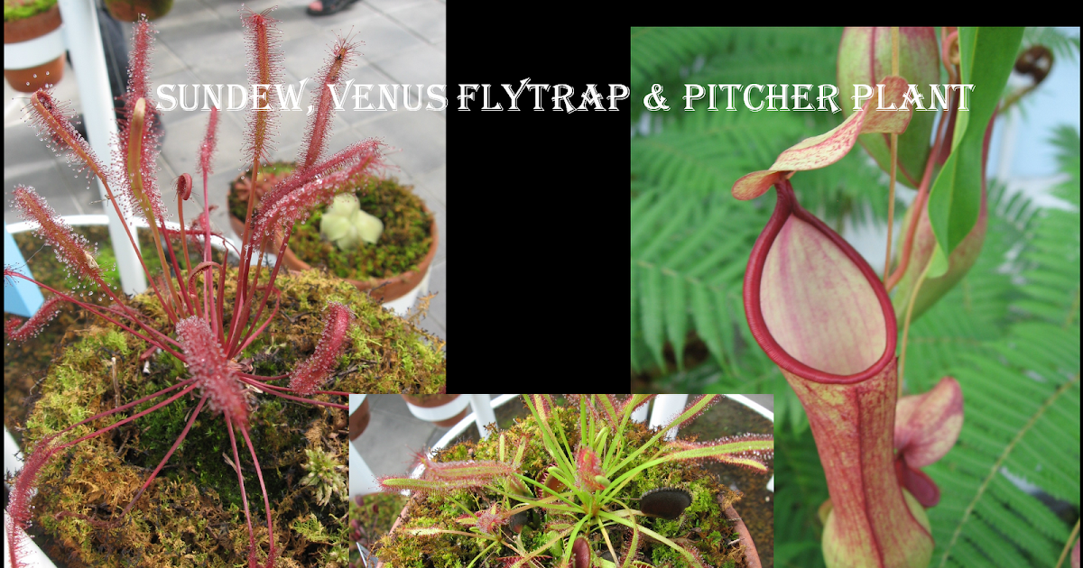 Gardening Carnivorous Plants