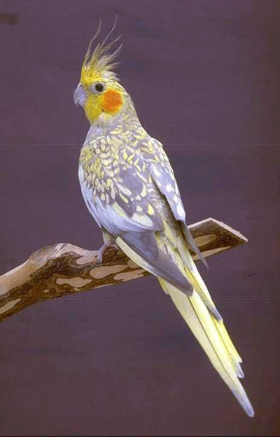 pearl cockatiel