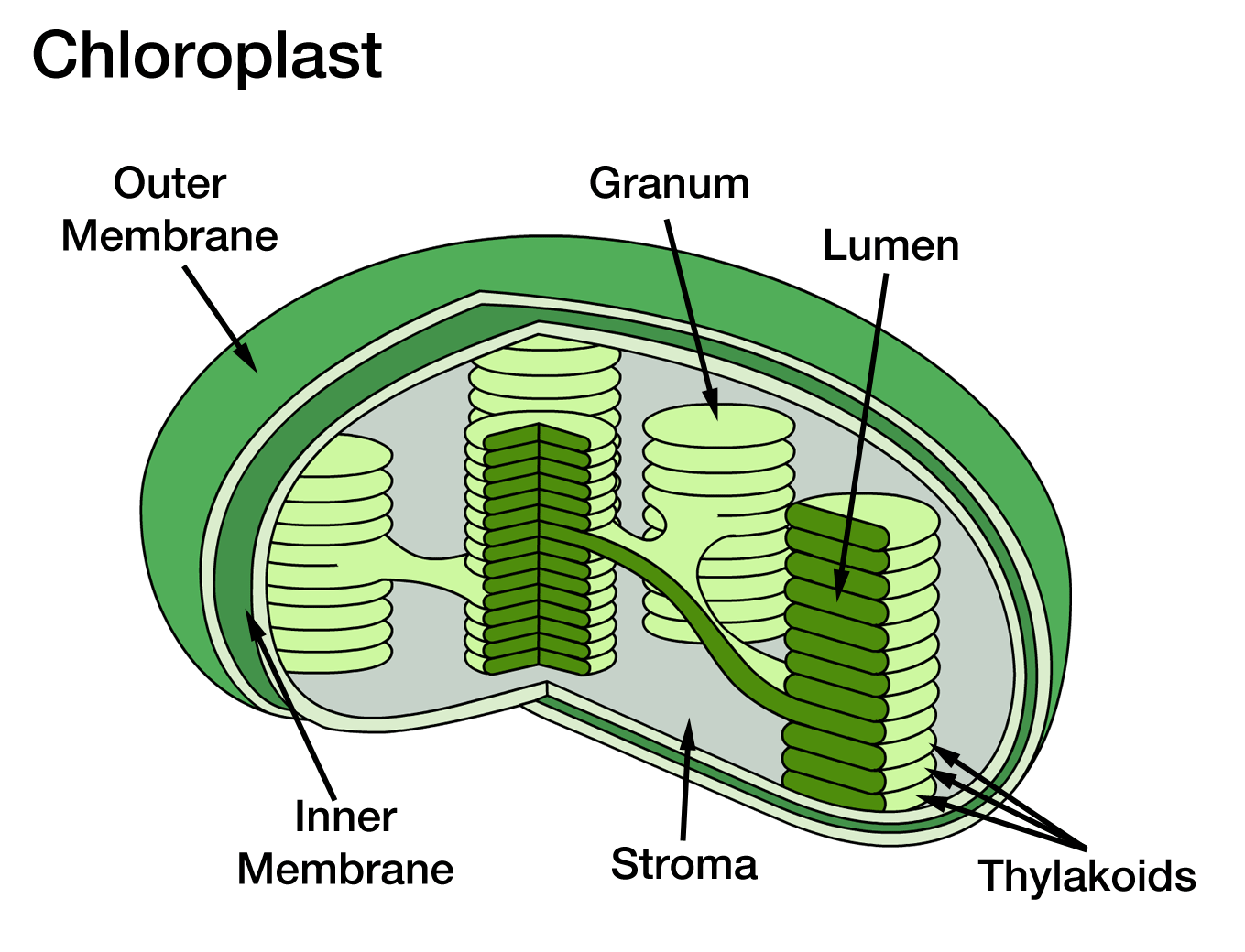 Organelle Structure and Function A Level Notes