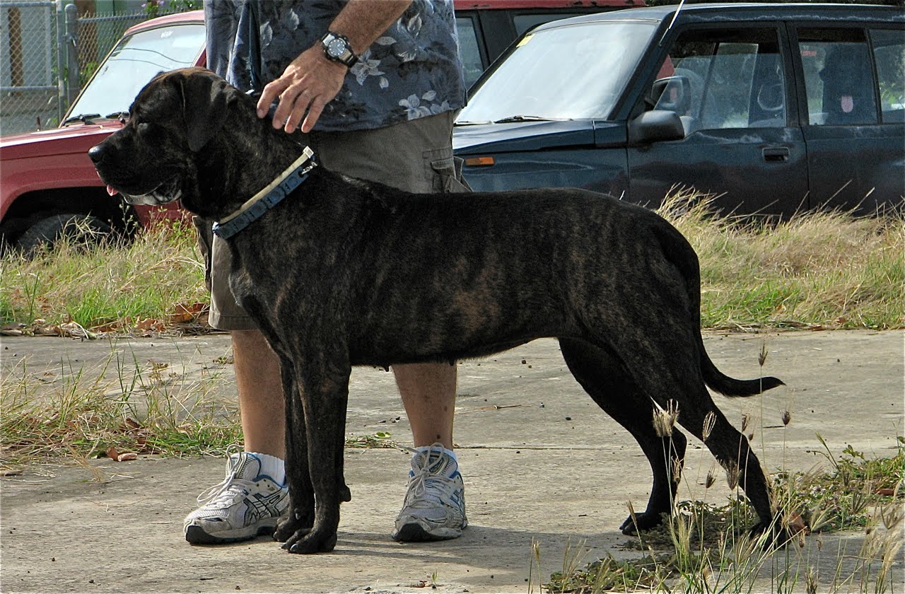 Mastiff Brazilian