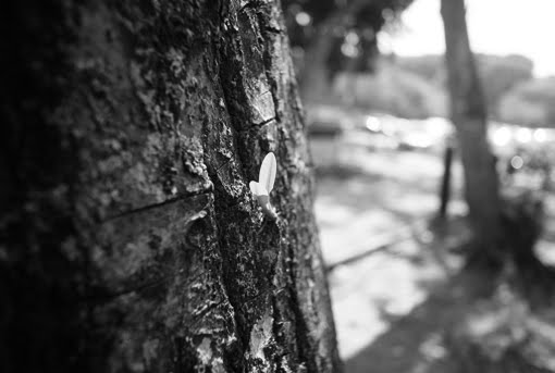 [IMG_4895+bnw.JPG]
