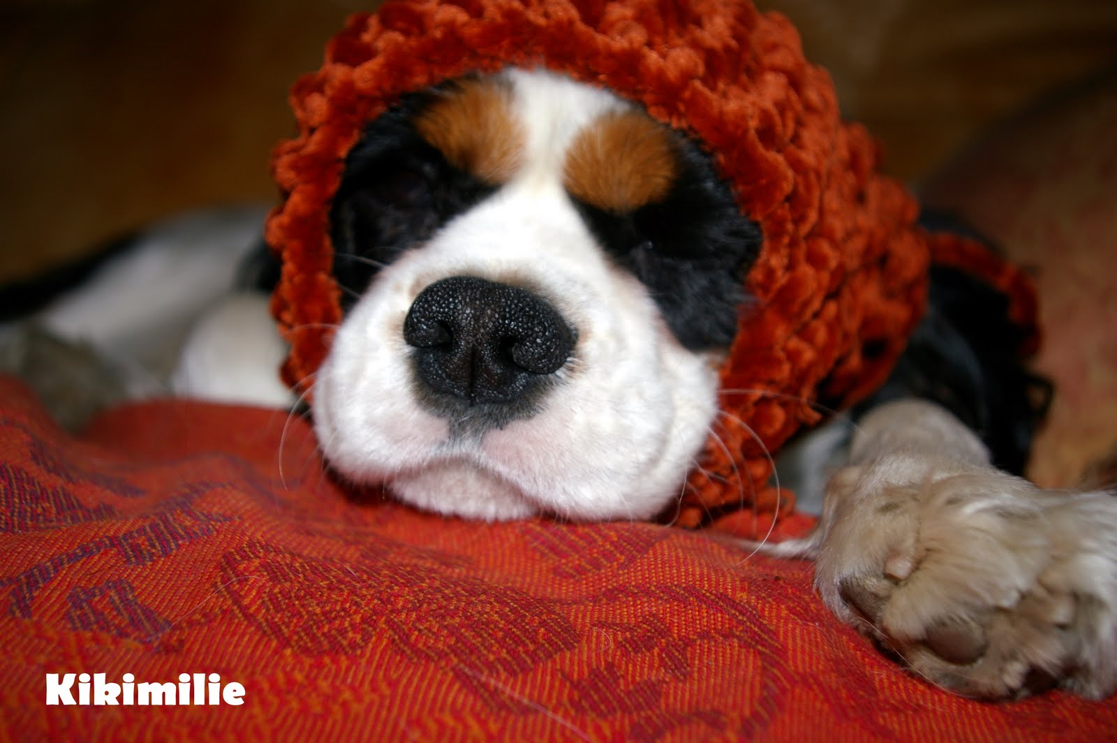 [Tricotons_avec_Kikimilie.JPG]