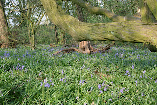 Bluebells