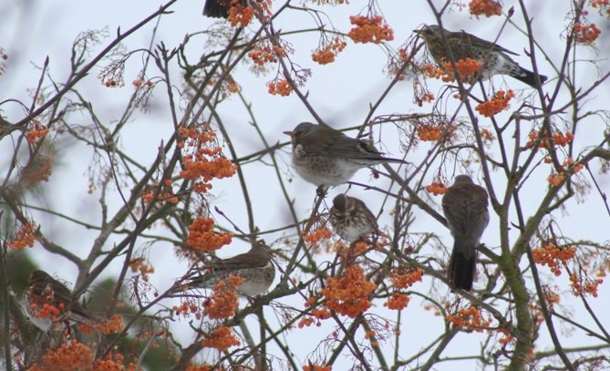 [5fieldfares1redwing_s.jpg]