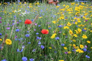 Mini-meadows and more TV