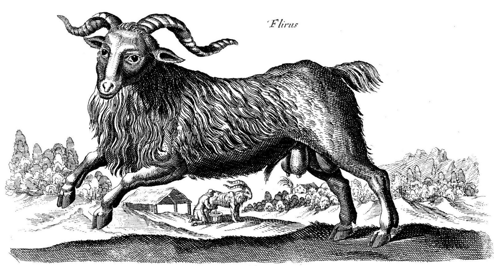 Goat elizabeth bentley