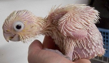 Loro bebé recien nacido Loro bebé recien nacido
