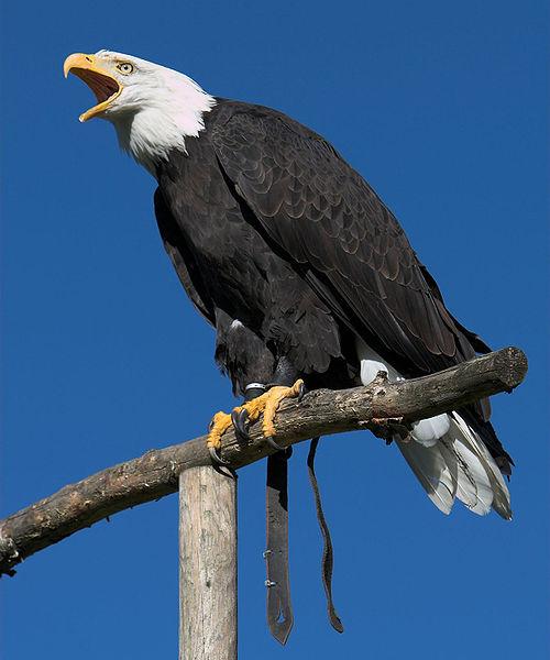 FOTO AGUILAS VOLANDO foto aguilas volando: