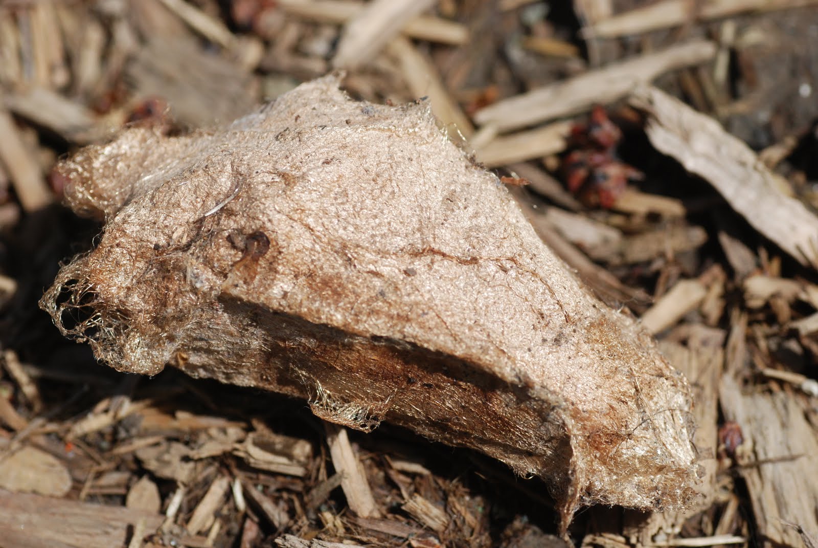 13+ Silk Moth Emerging From Cocoon Pictures