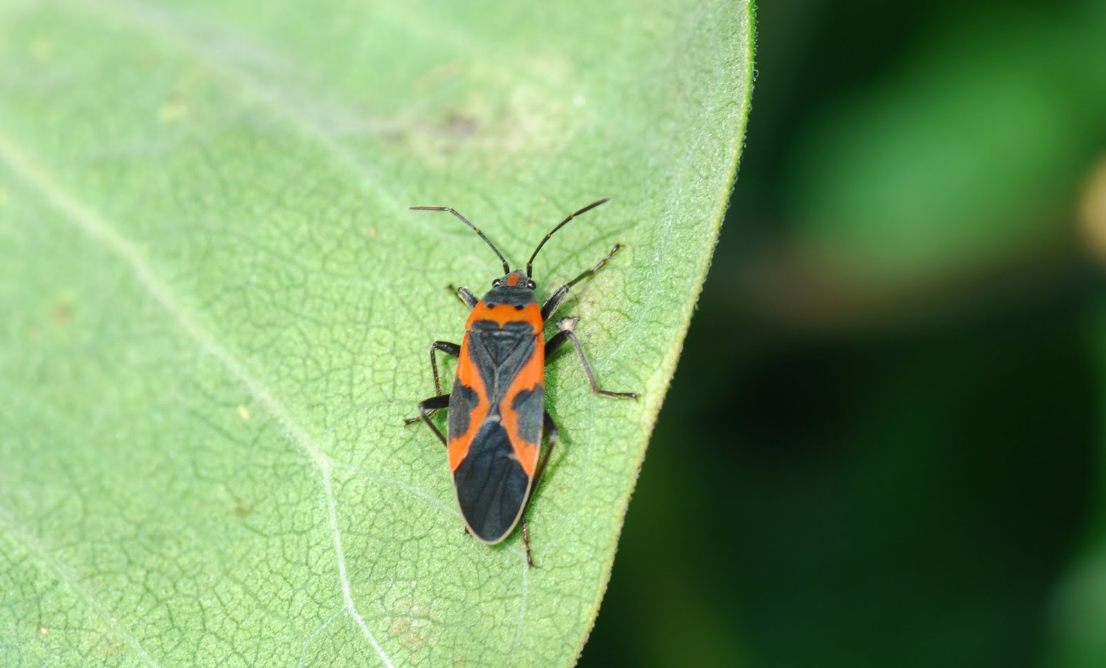 Orange Bugs