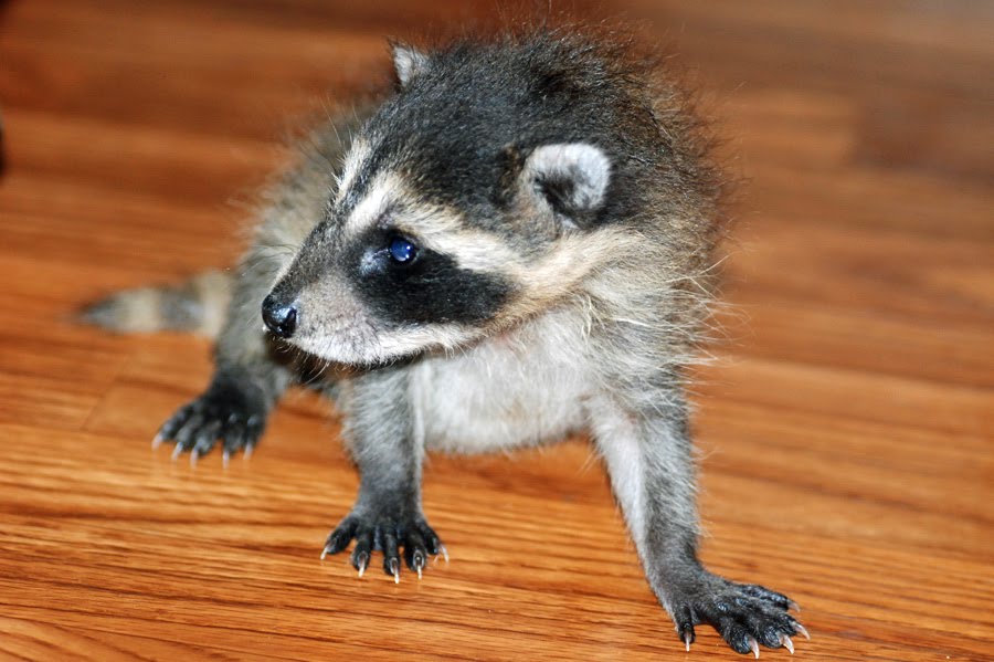 Explore Missouri Raccoon Eyes