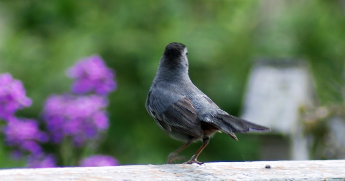 Explore Missouri Gray Catbird