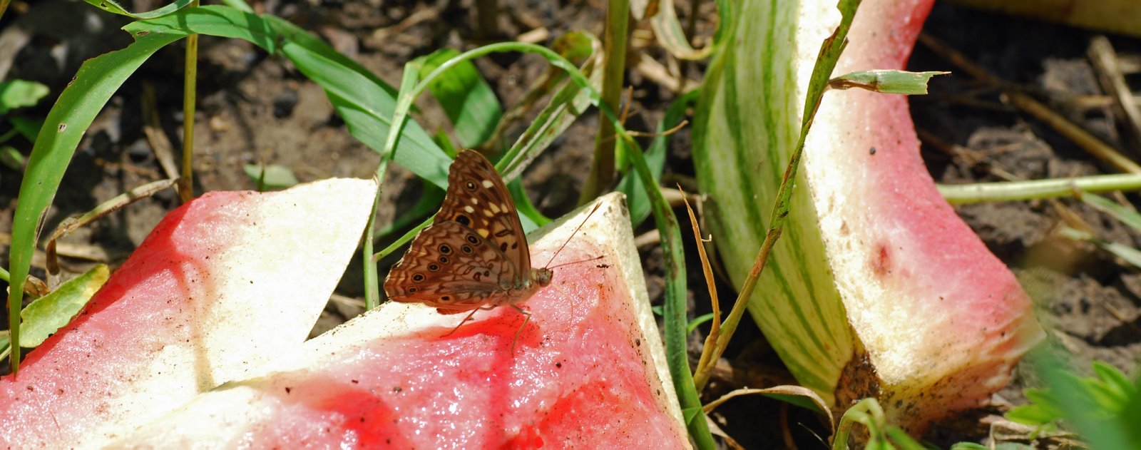 [hackberry+butterfly+2.jpg]