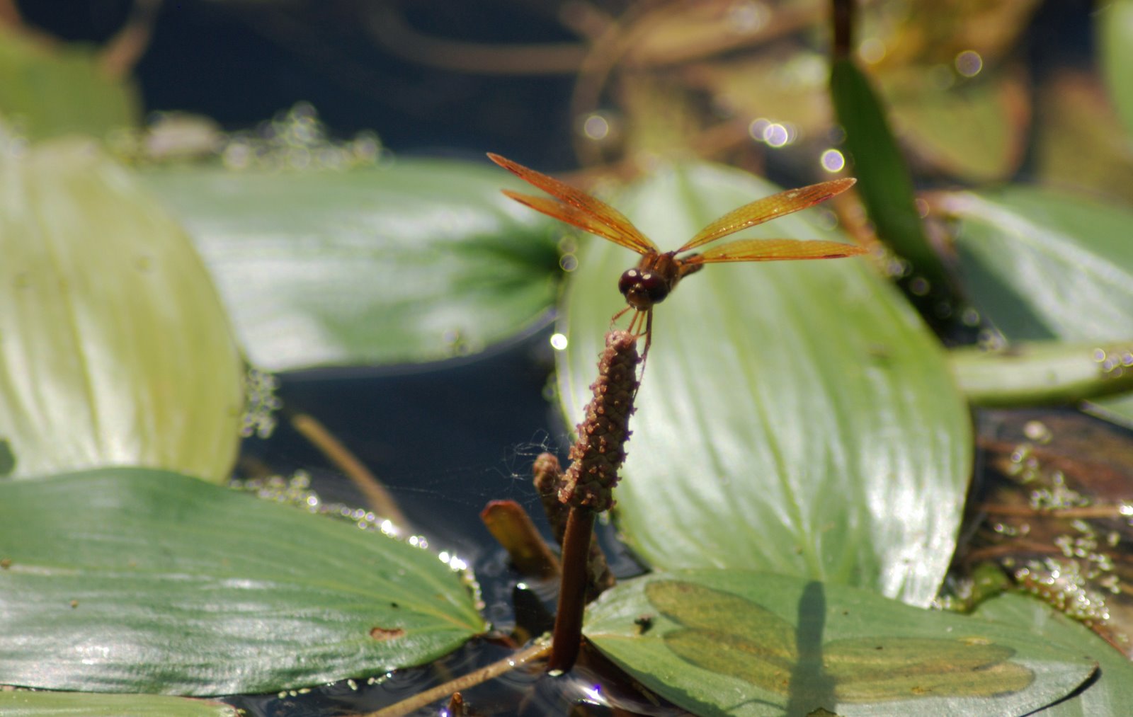 [amberwing.jpg]
