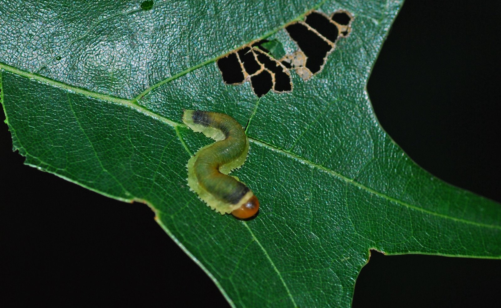 [oak+caterpillar.jpg]