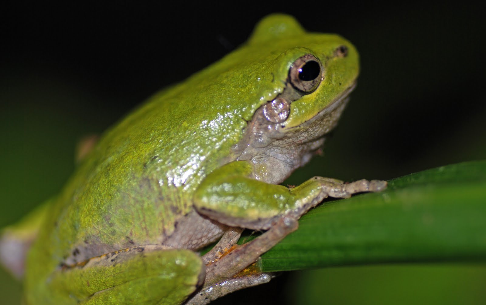 [treefrog.jpg]