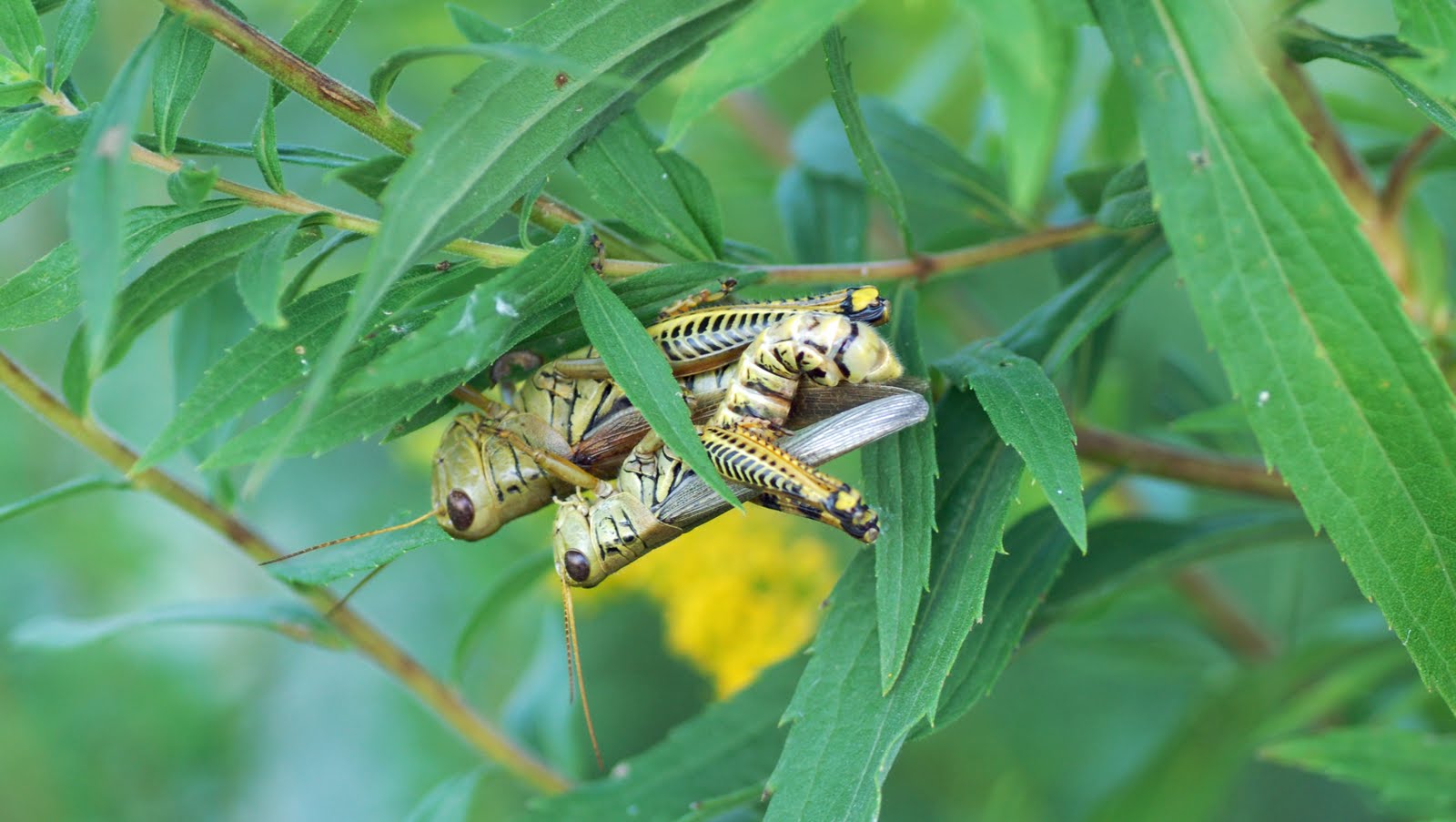 grasshopper eggs