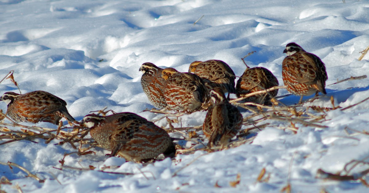 Explore Missouri Bobwhite Quail