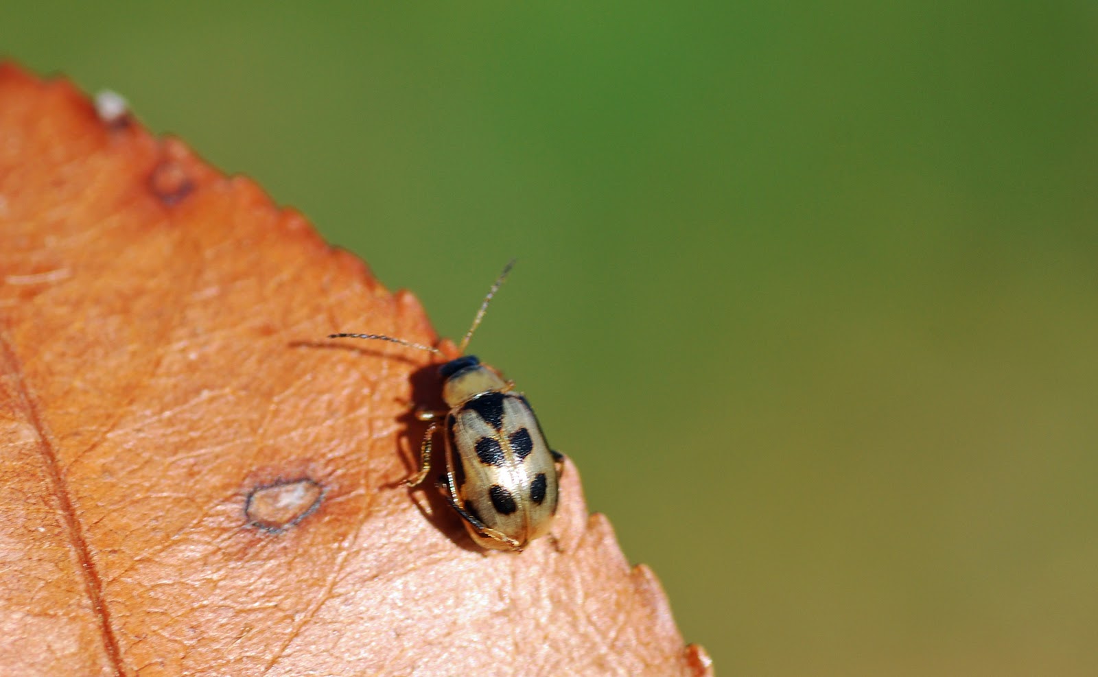 MObugs BeanLeaf Beetles
