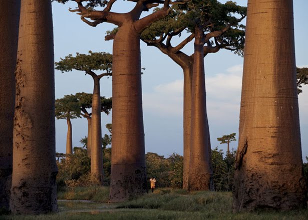 Madagascar's Pierced Heart