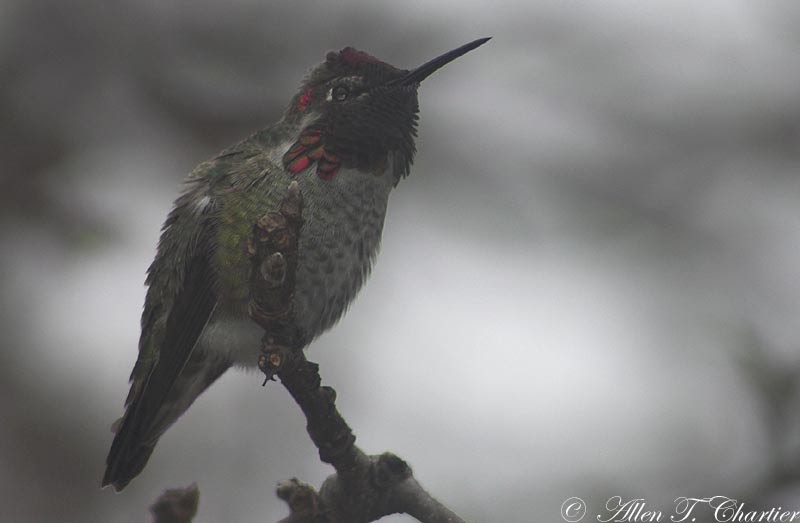 Michigan Hummingbird Guy Three December Hummingbirds in Michigan