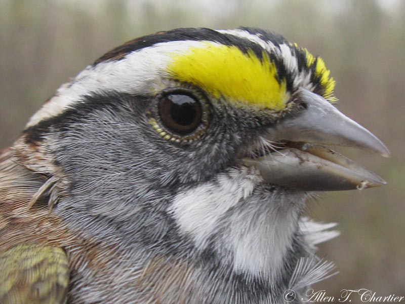 Michigan Hummingbird Guy Birds Up Close and Personal