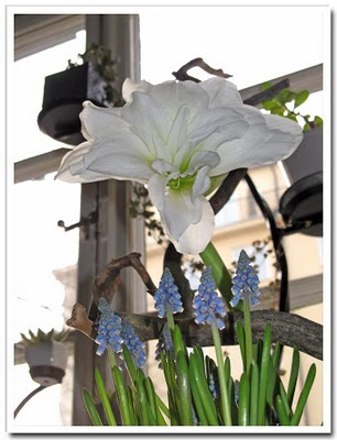 Amaryllis möter pärlhyacint